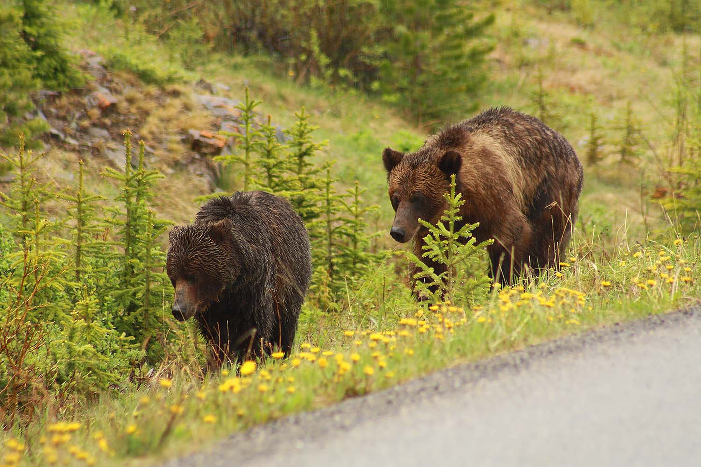 Camping in Bear Country