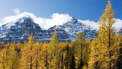 The Best Hikes in the Canadian Rockies