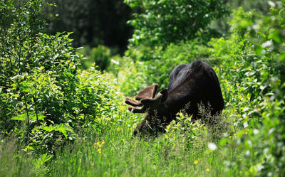 Hike of the Week: Isle Royale National Park