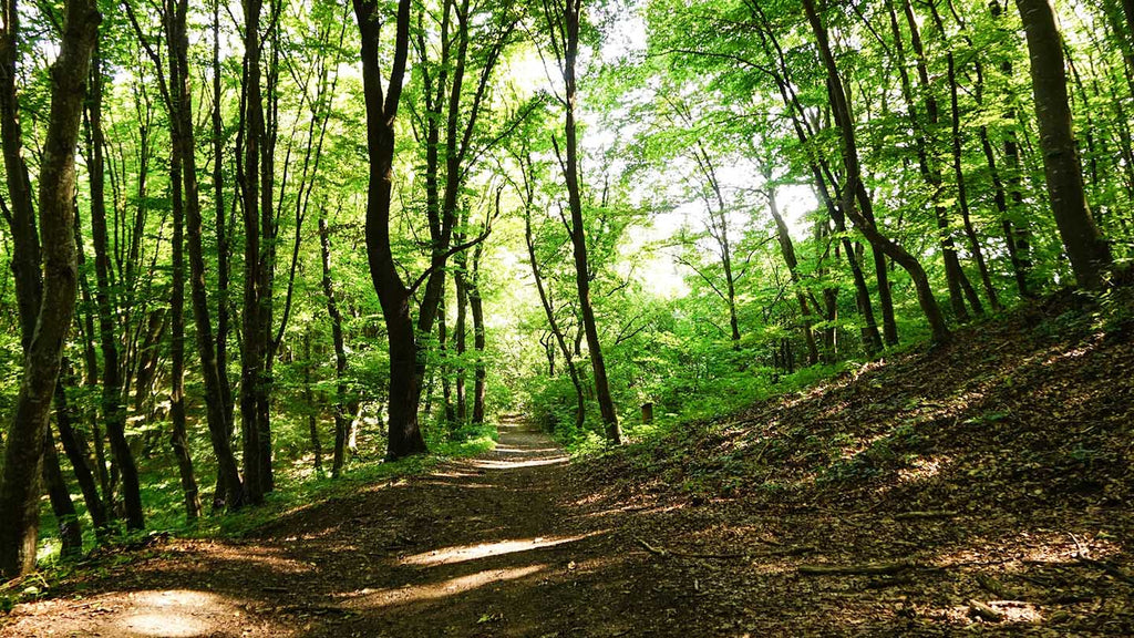 Shawnee state park backpacking sale