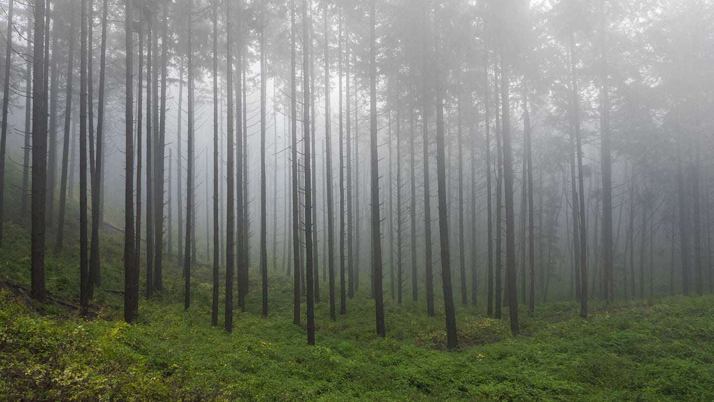 Tips for Hiking in the Rain