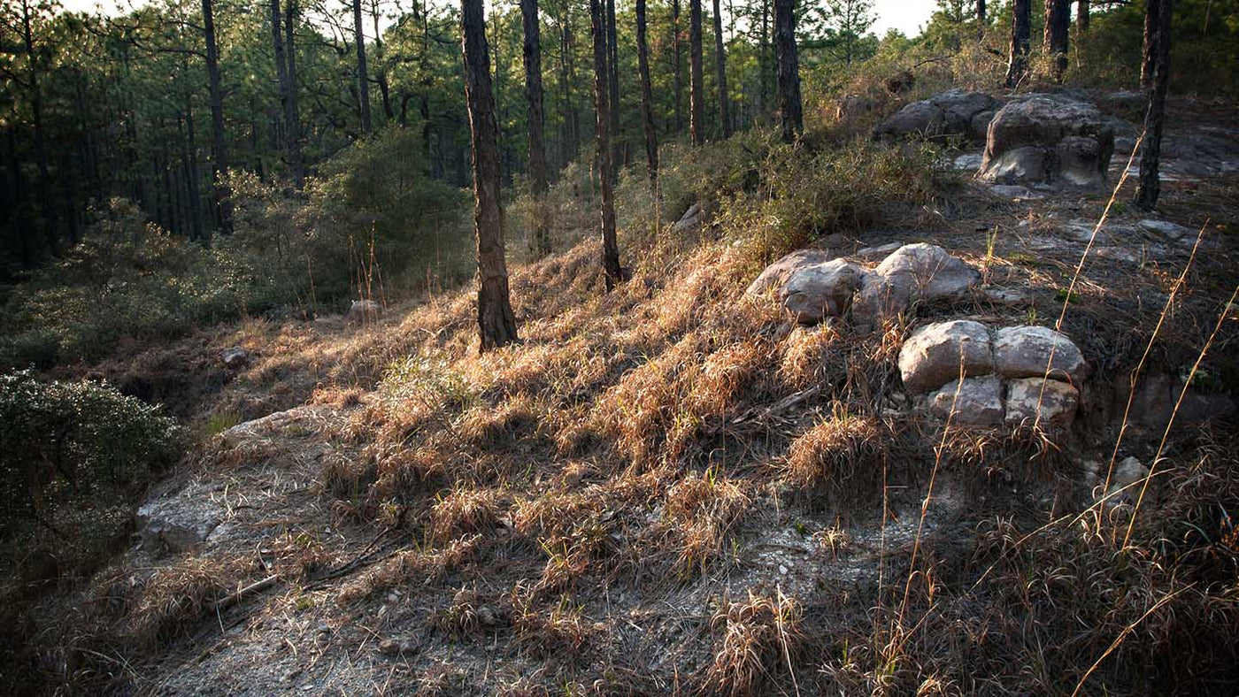 Hike of the Week: Wild Azalea Trail