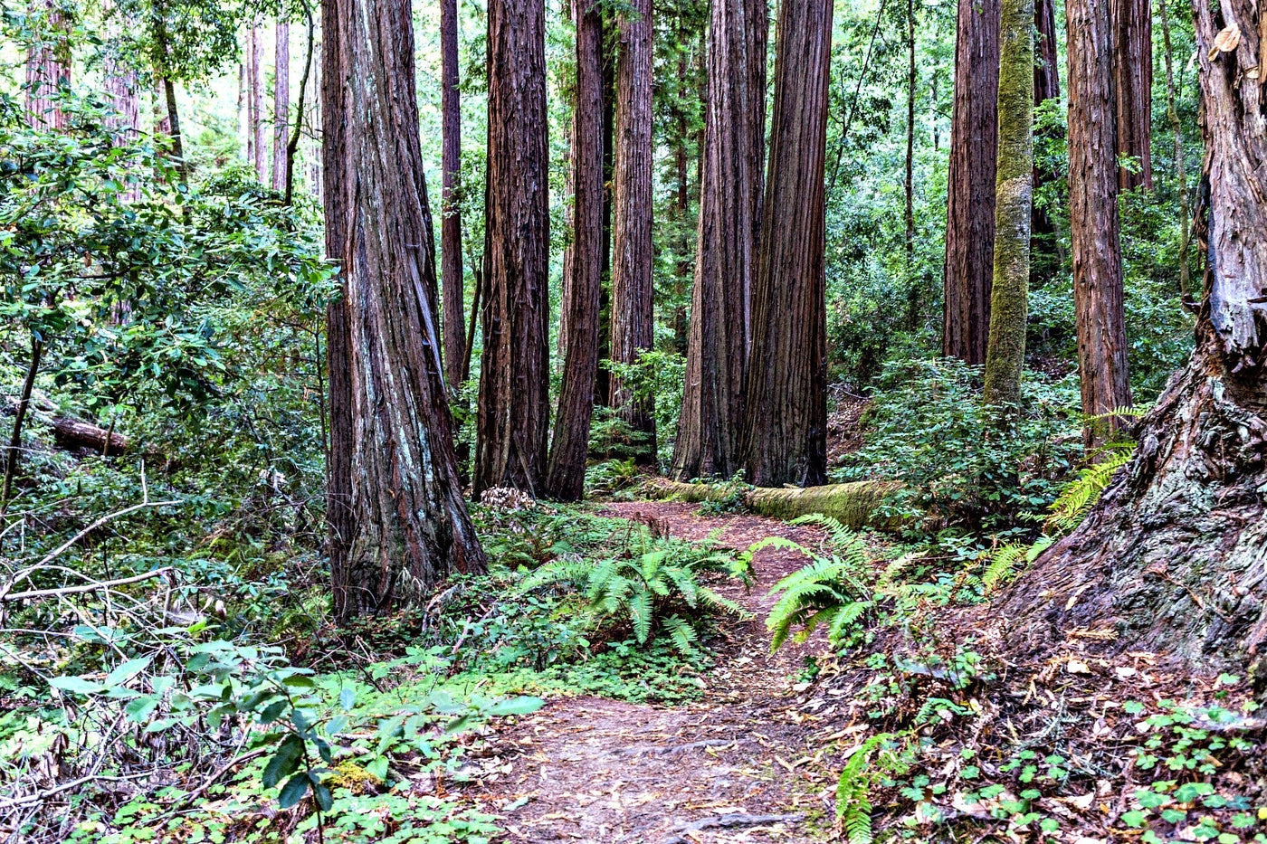 Hike of the Week: Skyline-to-the-Sea Trail