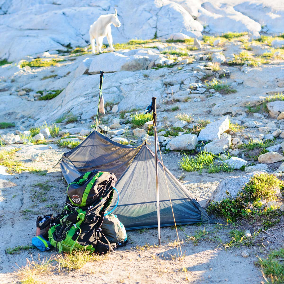 Paria outdoor products best sale breeze mesh tent